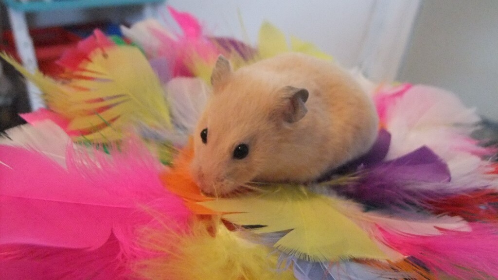 syrian hamster gumtree